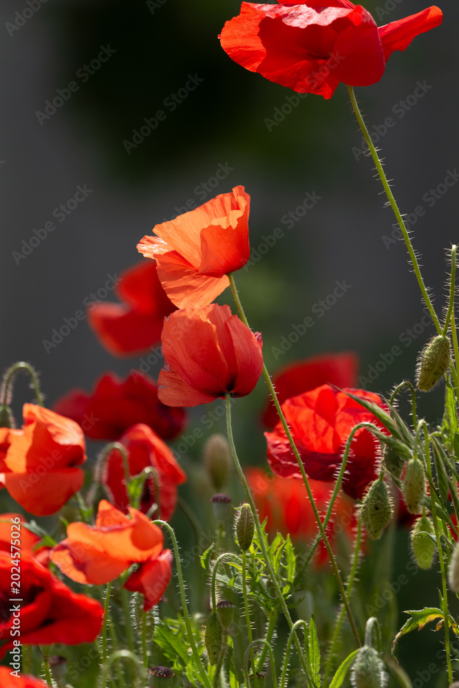 Fototapeta premium red poppy flower