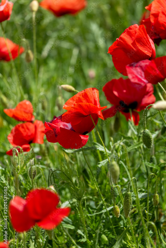 Obraz premium red poppy flowers