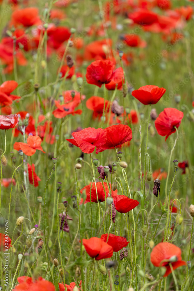 Obraz premium red poppy field