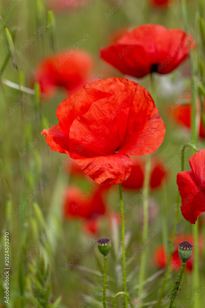 Fototapeta premium red poppy flower
