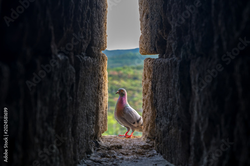 Tableau sur toile Feral pigeon standing in a narrow stone arrow slit of medieval castle ruins with