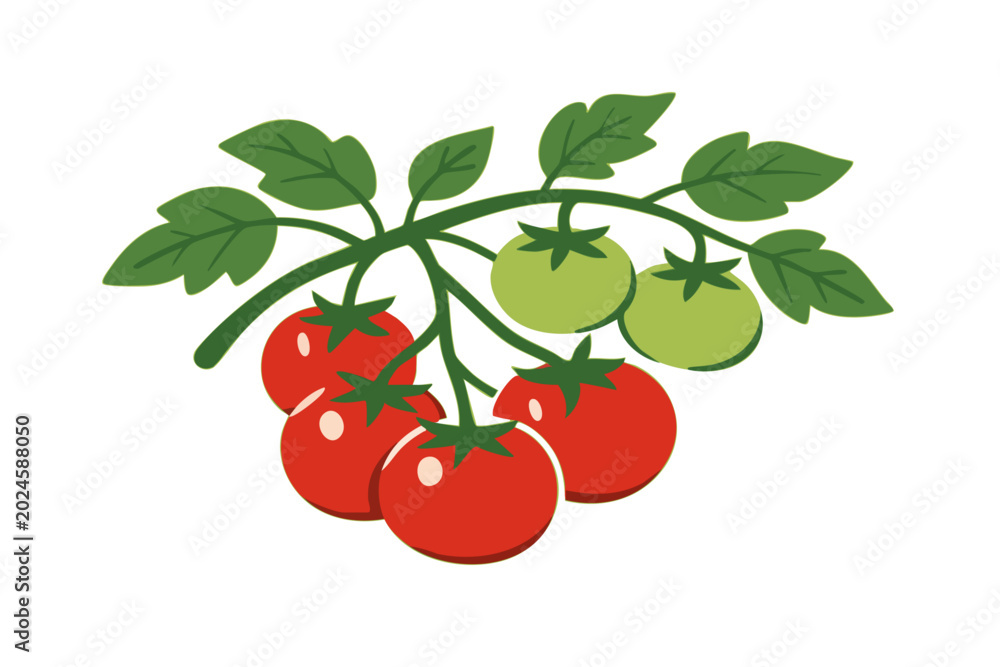 Obraz premium Tomato Plant Illustration with Ripe and Green Tomatoes on Vine