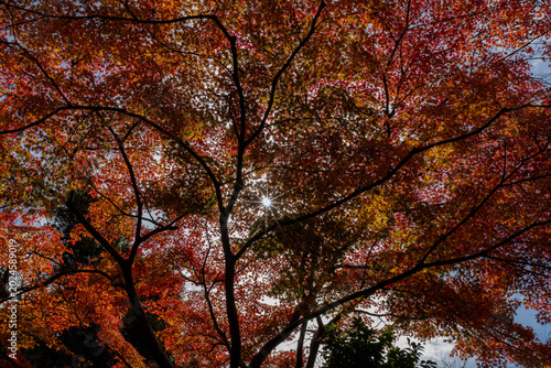 Cuadro en lienzo 鮮やかに色付いた紅葉の隙間から差し込む太陽の光