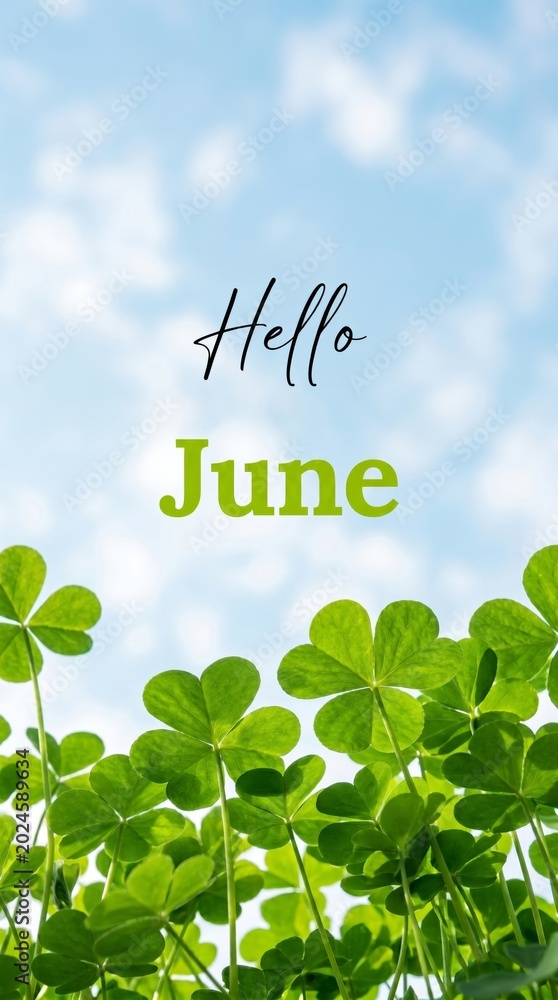 Fototapeta premium Clover growth greeting nature image sunny day close-up hello june theme