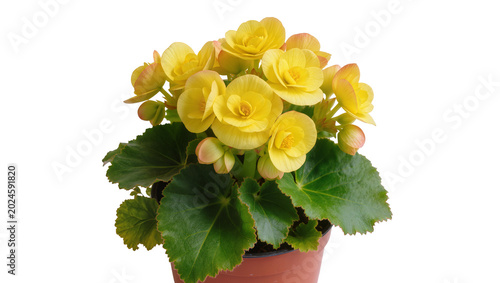 Photography Isolated vibrant yellow begonia flowers with lush green leaves in a small brown