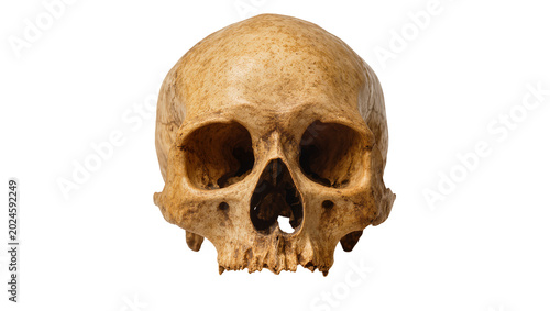 Isolated weathered human skull, detailed front view of an ancient anthropological artifact