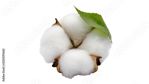 Schilderij op canvas Isolated close-up of a fluffy organic cotton plant boll with natural white fibers and green leaf