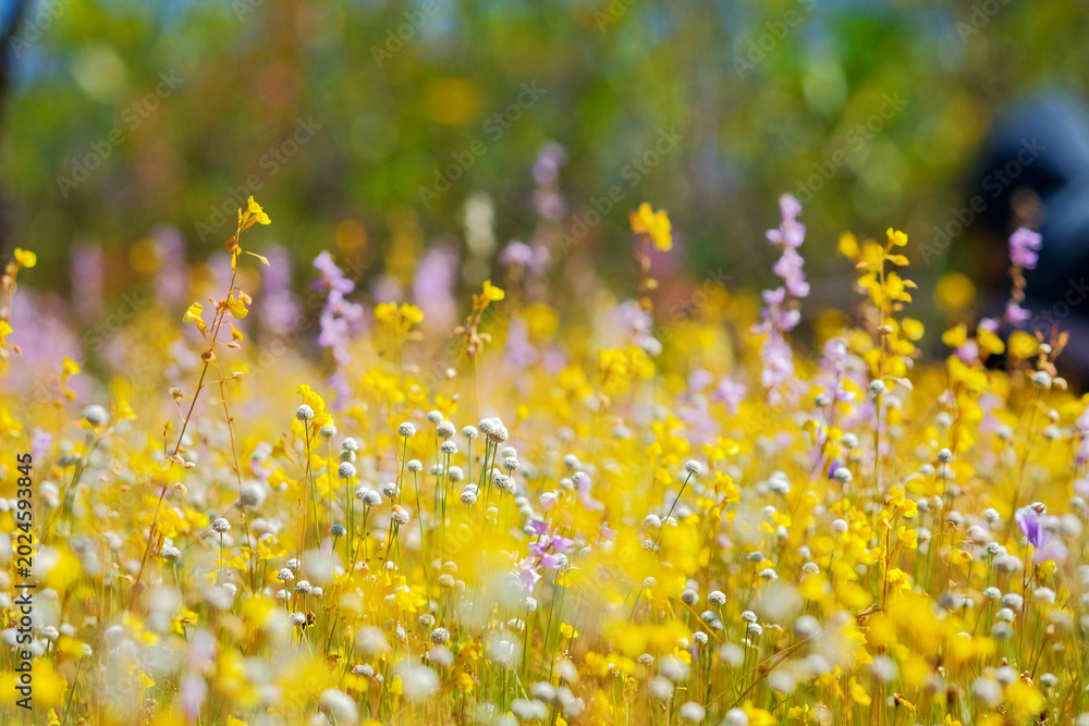 Fototapeta premium Meadow of Wildflowers: A vibrant field teeming with a variety of colorful wildflowers, their delicate blooms dancing in the soft breeze, creating a picturesque natural tapestry.