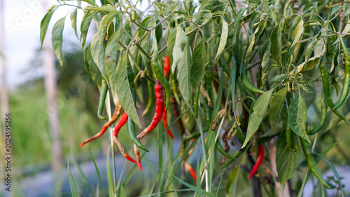 Konstfotografi Photo of chili plants affected by the anthracnose virus.