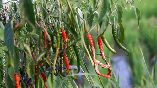 Photos Photo of chili plants affected by the anthracnose virus.