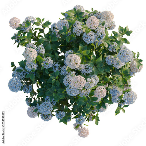 Hydrangea macrophylla Mix tree plan, top view, cutout, transparent background, isolate, Delicate hydrangea flowers blooming in spring, beautifully detailed floral background.