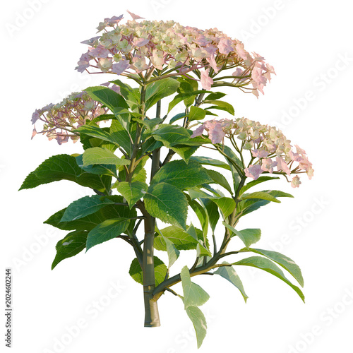 Obraz na plátne Hydrangea macrophylla MistyRose tree plan, top view, cutout, transparent backgro