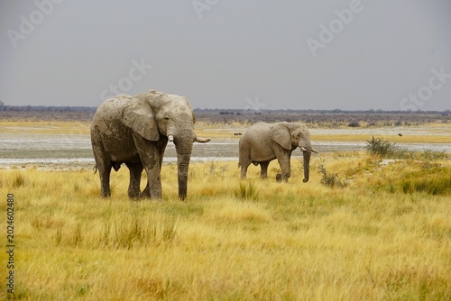 Two African elephant bulls stand in the golden grasslands near the vast Etosha Salt Pan in Etosha National Park, Namibia. This impressive safari scene with a wide horizon and dry African wilderness ca