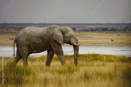 Massive African elephant bull walking through the golden grasslands near the Etosha Salt Pan in Etosha National Park, Namibia. The powerful tusker dominates the open landscape beneath a dramatic sky.