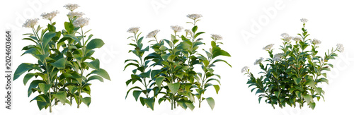 Hydrangea macrophylla White tree, elevation, front view, cutout, transparent background, isolate, Dense Green Foliage - Detailed Close-Up of Lush Plant Growth with Intricate Leaf Patterns