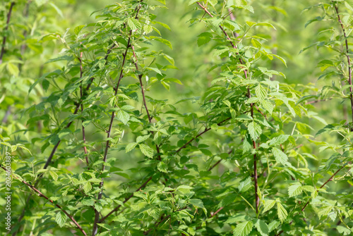 Wild raspberry bush in early Spring