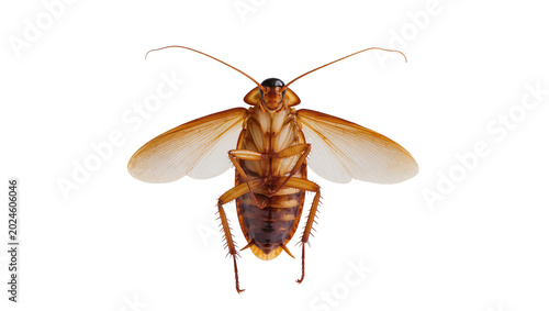 Photos Isolated large brown American cockroach with wings spread, detailed ventral view