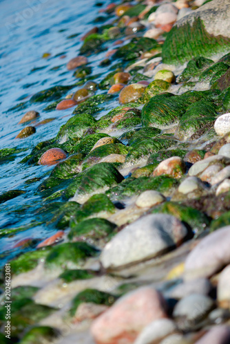 Moss-covered stones on rocky seashore with gentle waves, natural coastal texture and marine landscape