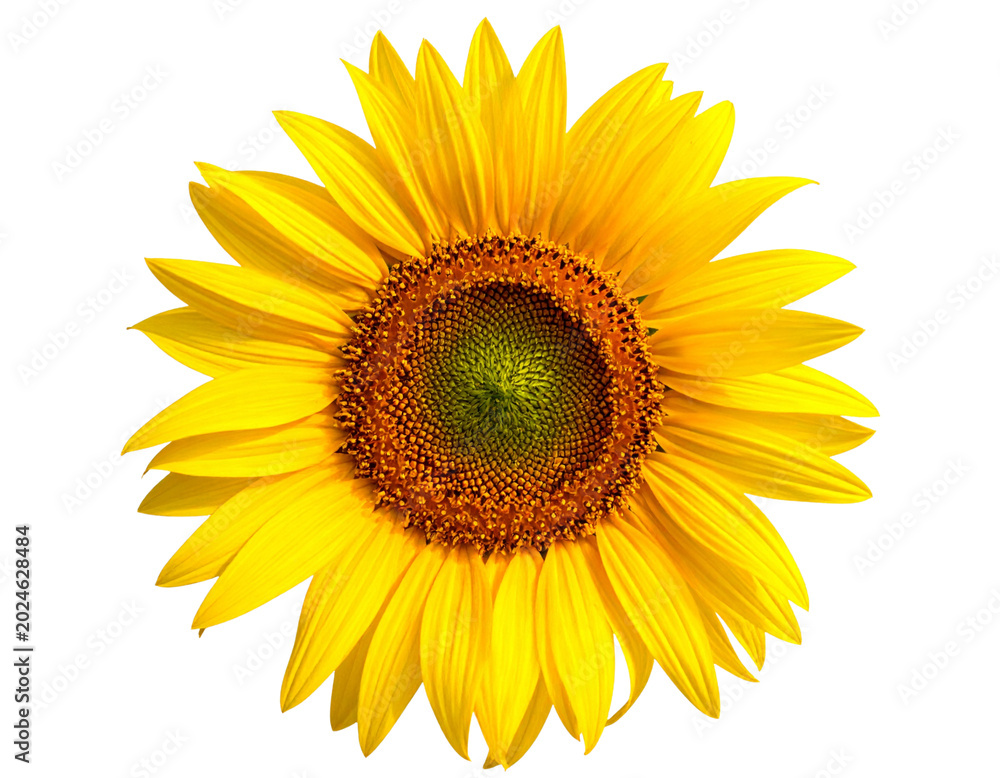 Naklejka premium Untitled design - Blooming sunflower head isolated transparent PNG (3)