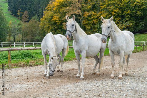 Obraz na plátně Lipizzaner Horses Grazing and Standing Together at Piber Stud Farm, Austria