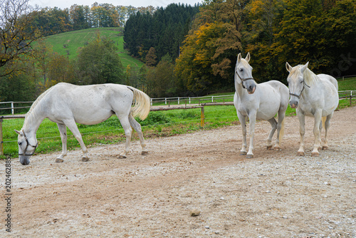 Obraz na plátně Lipizzaner Horses Grazing and Resting in an Open Paddock at Piber