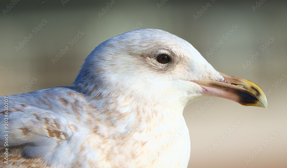 Obraz premium close up of a white pigeon