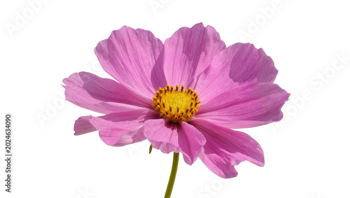 Fotografie Isolated elegant pink cosmos flower with vibrant yellow center and graceful gree