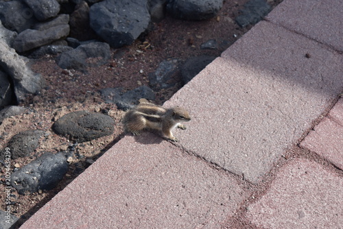 Fuerteventura in January – Volcanic Landscapes, Endless Beaches and Wild Coastlines of the Canary Islands 