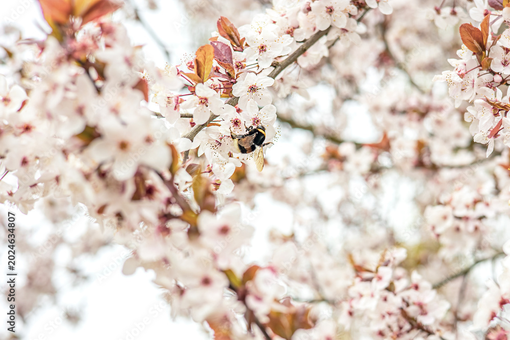 Fototapeta premium Bee Pollinating White Spring Blossoms in Soft Natural Light
