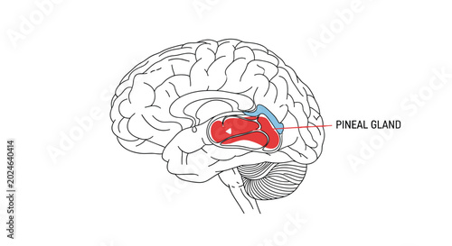 Medical anatomical diagram of the human brain with the pineal gland highlighted in red and blue for easy identification.