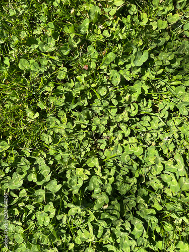 Obraz na płótnie Dense patch of clover growing naturally in a lawn