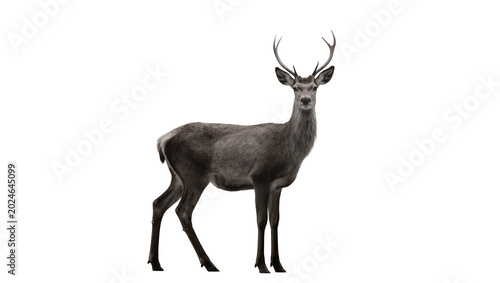 Bilde på lerret Isolated majestic red deer stag with impressive antlers standing, looking direct