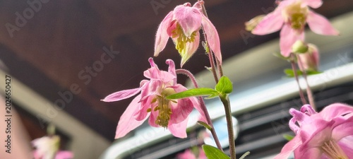 Foto Blumenpracht im Frühjahr