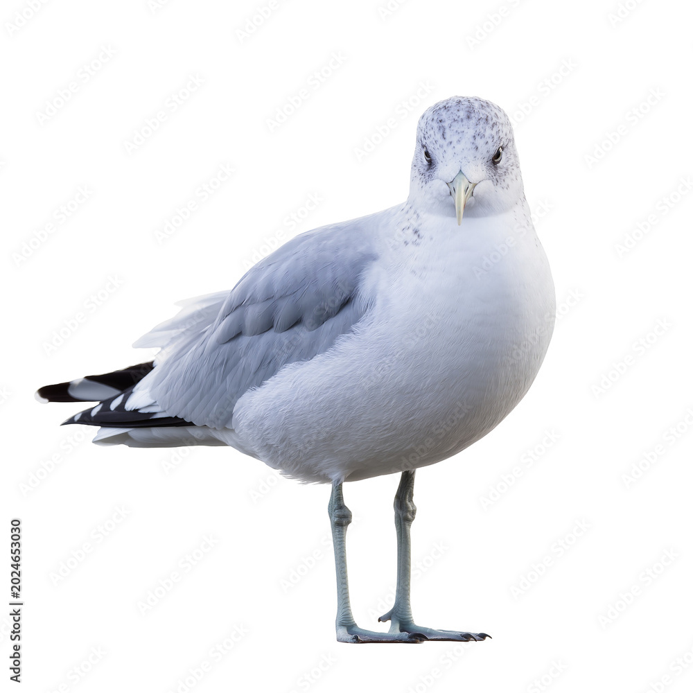 Fototapeta premium Isolated juvenile seagull with speckled head plumage standing and looking intently