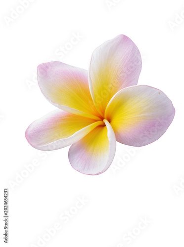 Isolated fresh plumeria frangipani flower, vibrant pink and yellow gradient petals, tropical bloom