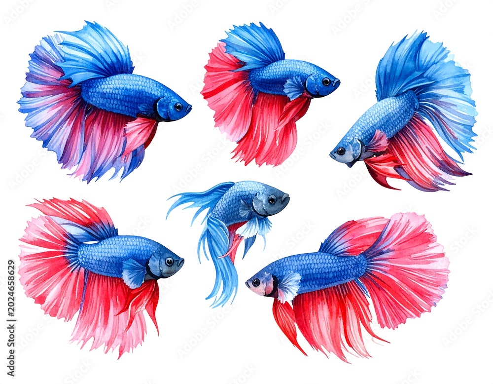 Fototapeta premium Watercolor illustrations of colorful betta fish with flowing fins on white background