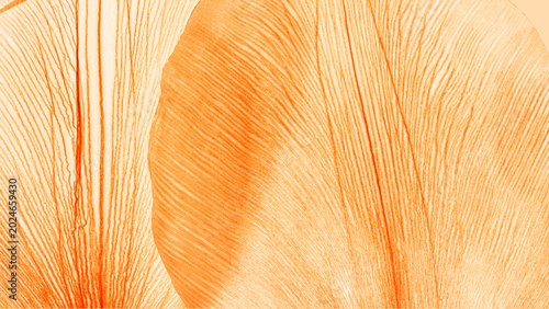 Abstract of flower petals, orange color leaves of natural texture as botanical design banner. Macro photography delicate beauty nature organic pattern gradient color, dried petal with veins.