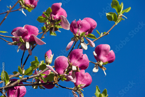 Spring blooming pink magnolia on sky background. Close-up of Magnolia branches in bloom