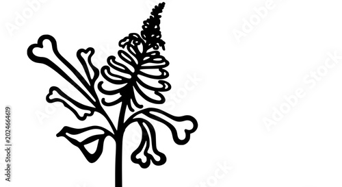 Photos Black and white silhouette of a blooming plant with heart-shaped leaves and flower spikes on a white background