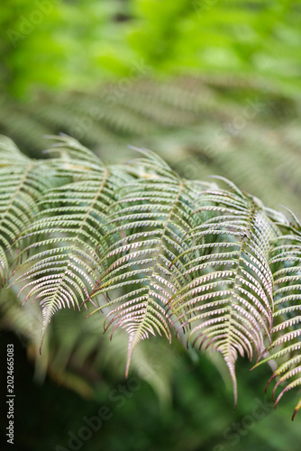 Bilde på lerret Natureinspired Botanical Pattern