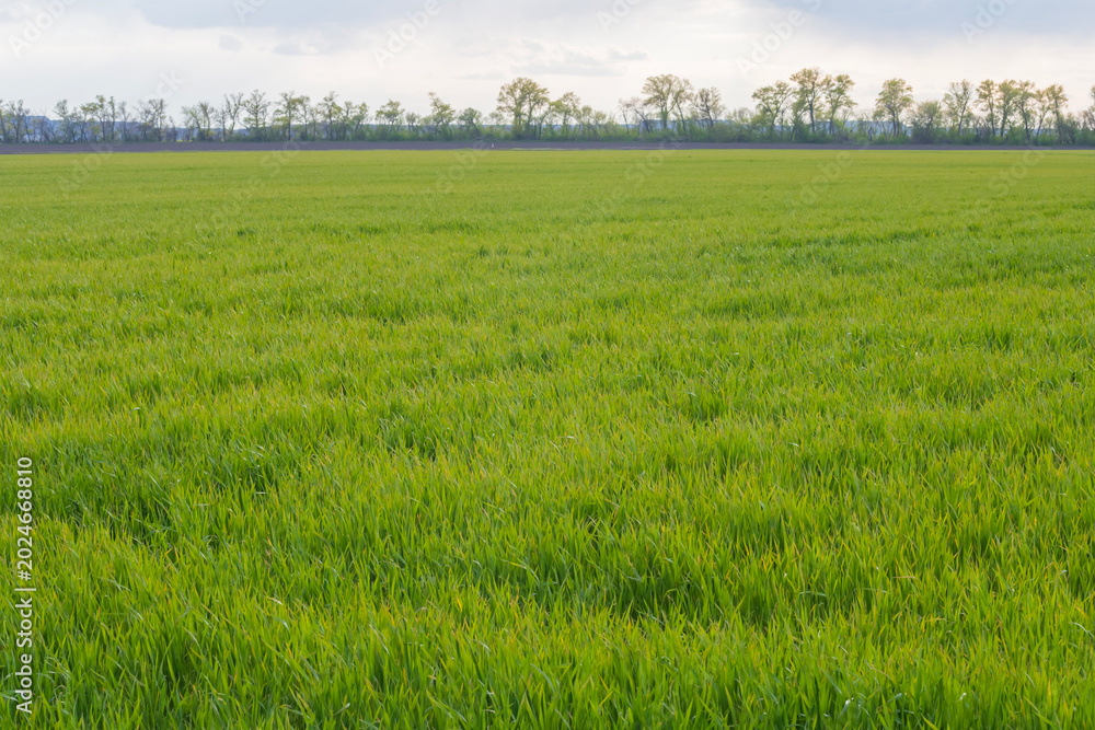 Obraz premium Agricultural field with winter wheat damaged by spring frost. Rural farming landscape with green cereal crop.