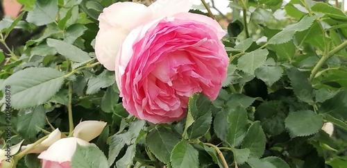 Bild auf Leinwand Blumenpracht im Frühjahr