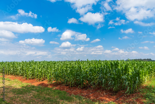 Beautiful green corn field growing in a rural farm under a vibrant blue sky with white clouds. Agriculture cultivation and maize plantation landscape.
