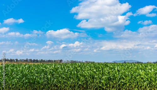 Beautiful green corn field growing in a rural farm under a vibrant blue sky with white clouds. Agriculture cultivation and maize plantation landscape.