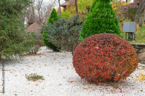 Fall shrubs, gravel, green trees