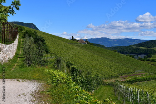 Bild auf Leinwand Die Weinberge bei Kaltern in Südtirol