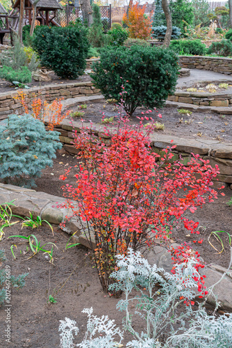 Colorful plants in a garden during autumn season