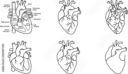 Fotografie Human Heart Anatomy Vector Set with Medical Cardiovascular Diagrams, Anatomical