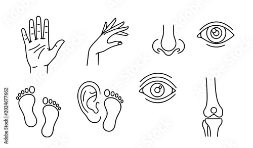 Tableau sur toile Contemporary Human Anatomy Thin Line Icons with Hands Feet Eye Ear and Joint Vec