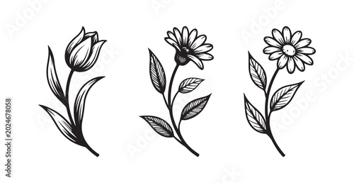 Fotografie Set of three hand drawn flower illustrations including a tulip and two daisies w